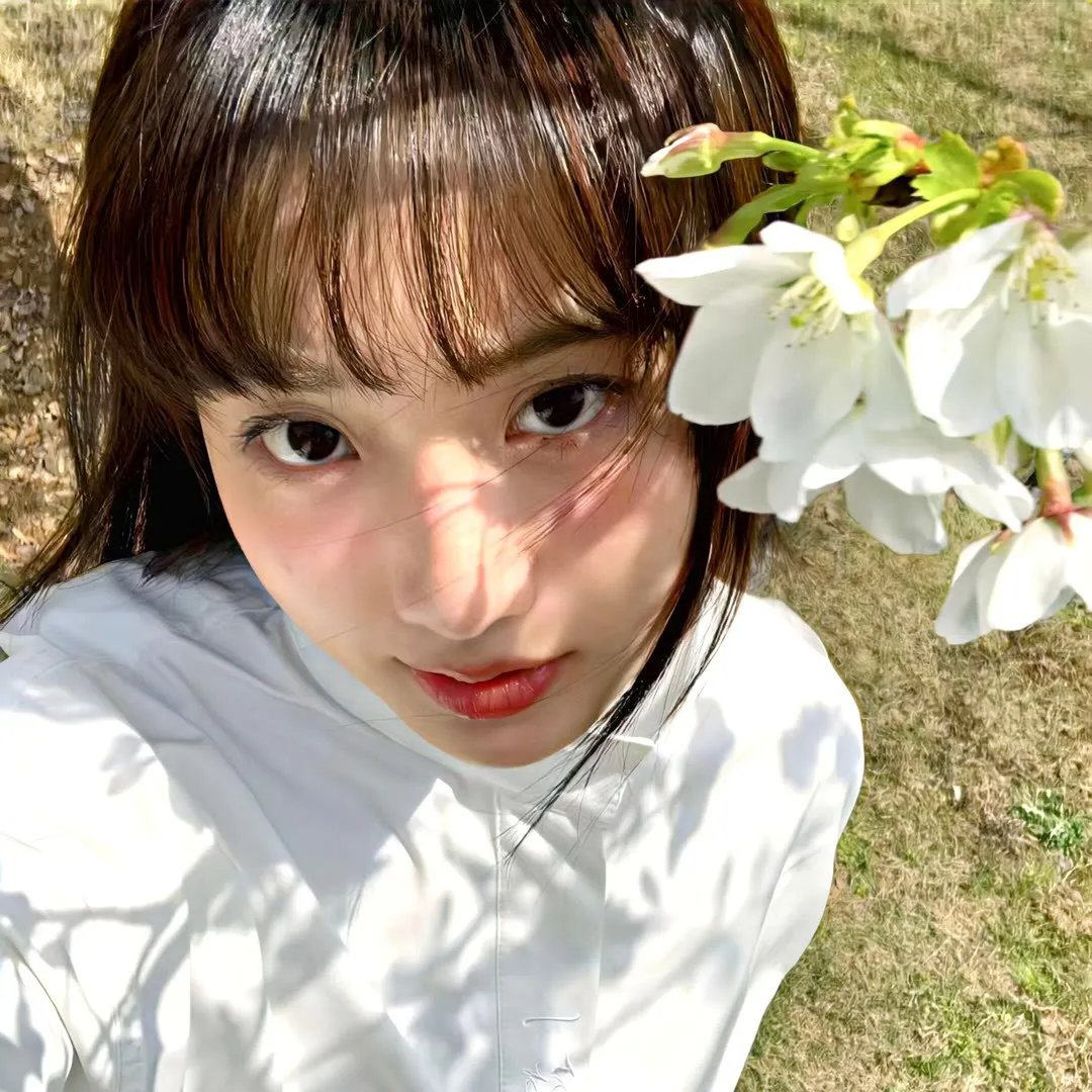 山茶花飘零